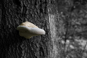 Mushroom on the tree