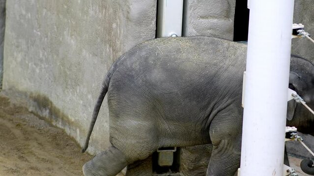 Elephant runs through his enclosure at the zoo 4k
