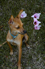 Pinscher mirando a los costados