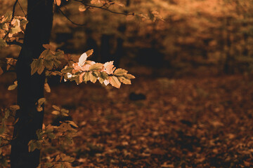 The golden colors of autumn leaves, a close-up of a branch backlit by the morning sun.