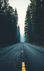 Oregon Forest Highway- SH Photography.jpg