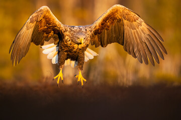 Eagle flight at sunset in the bog