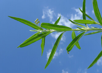 milkweed plant and sky