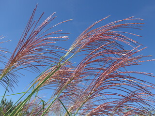 Pampas grass and sky