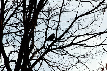 pajaro sobre rama de un arbol
