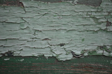 abstract texture of green peeling paint on a wooden surface, background for a banner, green background for a poster, painted texture of a bench, wooden texture of an old tree 
gray old wood and green
