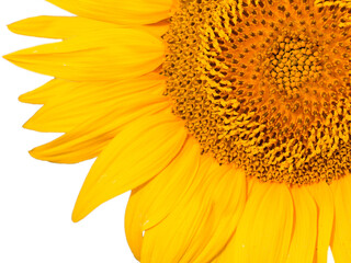 Bright golden sunflower field isolated background
