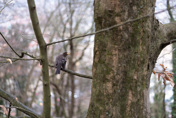 a bird calmly on top of a tree opening its beak