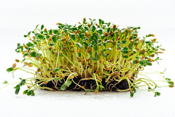 Foenum-graecum commonly called fenugreek microgreen close up. Fenugreek shoots sprout from soil. Homegrown greenery. Healthy, dietary food concept.