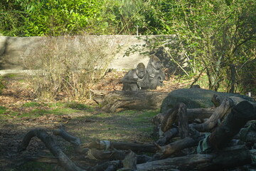 Obraz premium The gorilla is the largest of all primates.