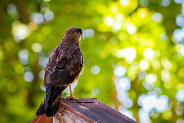 Aguilucho chileno parado en laton oxidado