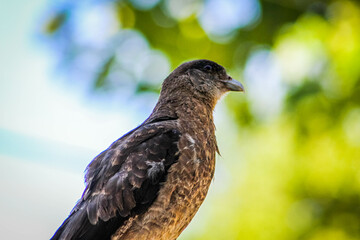 Ave aguilucho parado en letrero