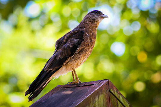 Ave aguilucho parado en letrero