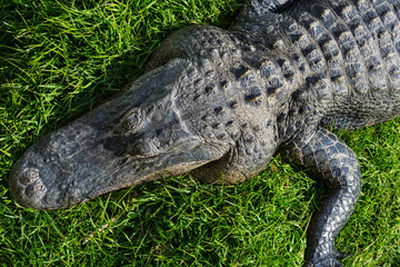 Alligator