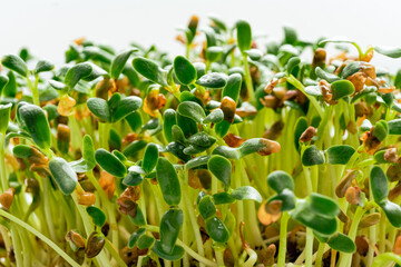 Foenum-graecum commonly called fenugreek microgreen close up. Fenugreek shoots  marco photo on white background. Homegrown greenery. Healthy, dietary food concept.