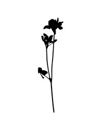 red clover (Trifolium pratense) plant silhouette isolated on white background