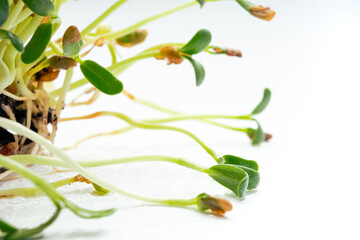 Foenum-graecum commonly called fenugreek microgreen close up. Fenugreek shoots sprout from soil. Homegrown greenery. Healthy, dietary food concept.