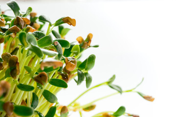 Foenum-graecum commonly called fenugreek microgreen close up. Fenugreek shoots  marco photo on white background. Homegrown greenery. Healthy, dietary food concept.