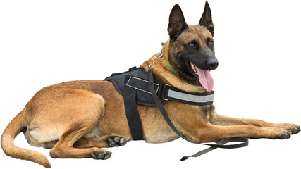 Malinois belgian shepherd guard the border. The border troops demonstrate the dog's ability to...