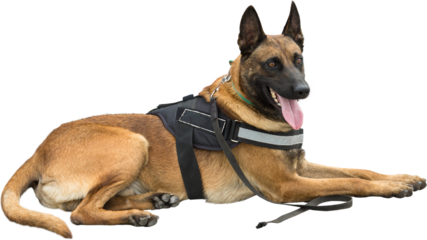 Malinois belgian shepherd guard the border. The border troops demonstrate the dog's ability to detect violations.
