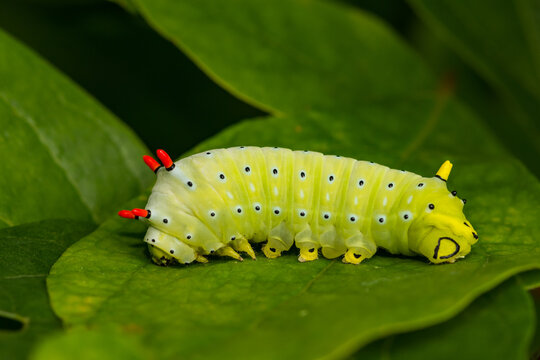 Promethea Silkmoth Caterpillar - Callosamia promethea