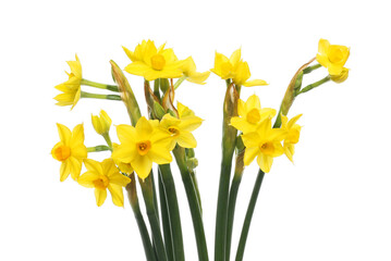 Obraz premium Spray of narcissus flowers