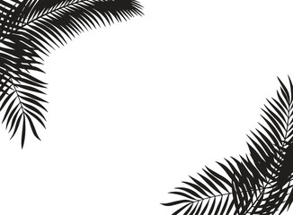 Black leaves of palm tree