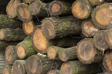 A pile of firewood by the forest road. Wood yard for sale, forest clearance, forest management