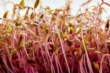 Amaranth microgreen macro photo. Red amarant shoots sprout from soil close up. Homegrown greenery. Healthy, dietary food concept.