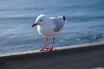 Nobbies Phillip Island Seagull Natural Shot Summertime Photography