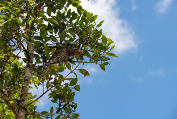 Australasian Figbird (Sphecotheres vieilloti)