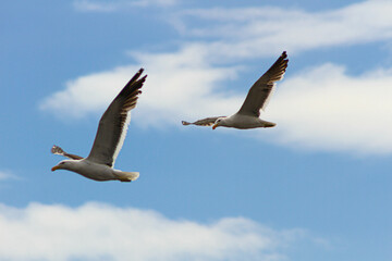Fototapeta na wymiar Dos gaviotas volando sobre el cielo de la costa