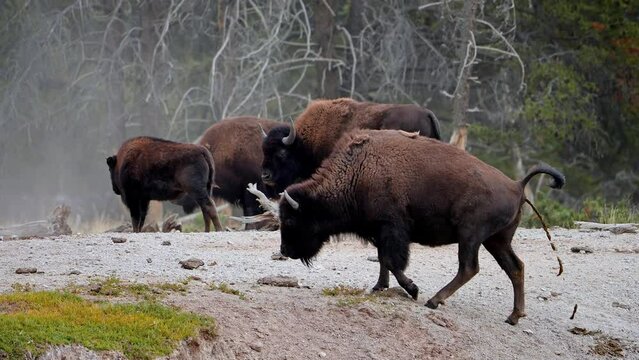 A bison pooping on the field. View of a herd of bison in the grass in the Hayden in a Yellowstone National Park near geysers. 