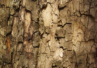 Tree Bark texture for the background