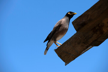 Australian Common Myna  (Acridotheres tristis)