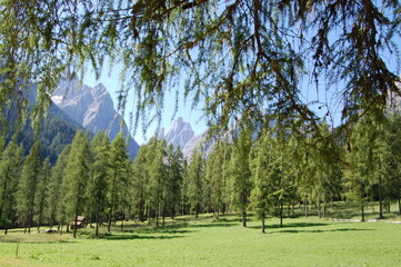 larici in Val Fiscalina