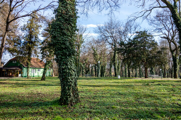 A tree covered with green ivy in the city park.