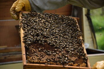 Honey bees on honeycomb, beekeeper at work.
