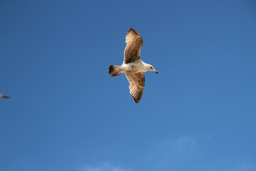 seagull in the sky