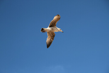 seagull in the sky