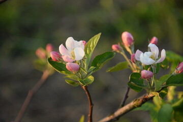 Blooming apple tree flowers closeup.