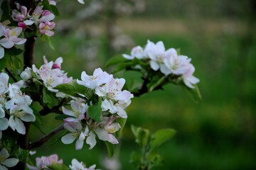 Blooming apple tree flowers closeup, branch with apple blossom.