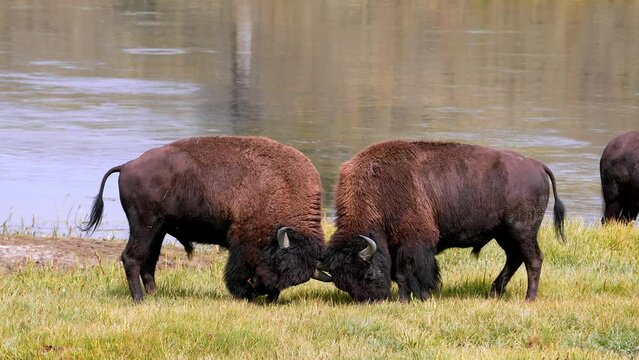A herd of plains bison with a baby calf in a pasture. View of a herd of bison in the grass in the Hayden in a Yellowstone National Park near geysers. 