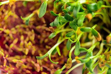 Amaranth and fenugreek microgreen close up. Red amaranth and fenugreek shoots sprout from soil top view. Homegrown greenery. Healthy, dietary food concept.