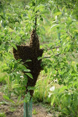 Swarm beehive honeycomb on the tree, bees. 