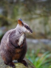 Charming elegant Brush-tailed Rock Wallaby with bright eyes and delicate features.