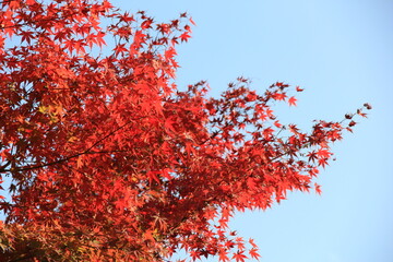 秋の風景/真っ赤に紅葉したカエデ