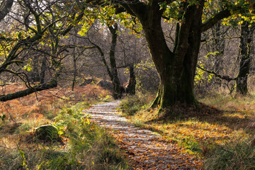 Meandering path through forest in golden winter light, Scotland