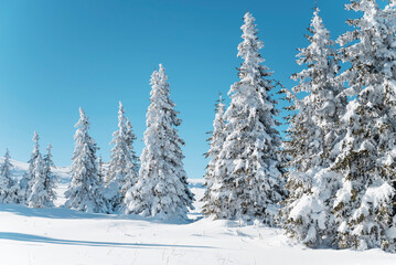 Beautiful  Winter Mountain Landscape with Pine Trees in a Row  .Vitosha Mountain, Bulgaria 