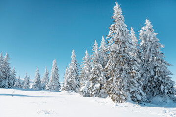 Beautiful  Winter Mountain Landscape with Pine Trees in a Row  .Vitosha Mountain, Bulgaria 